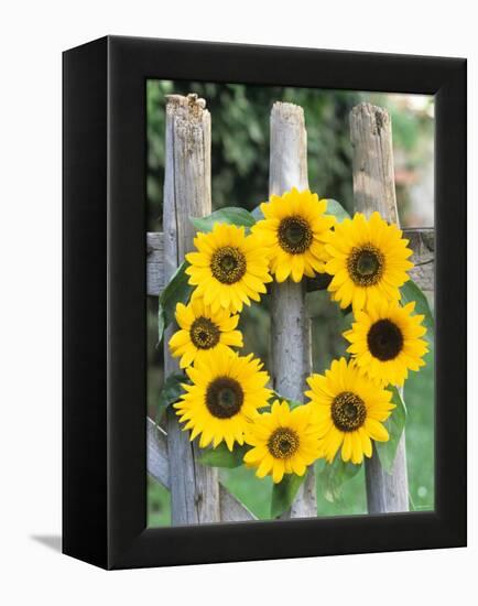 A Wreath of Sunflowers Hanging on a Fence-Alena Hrbkova-Framed Premier Image Canvas