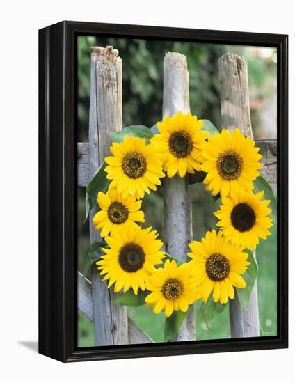 A Wreath of Sunflowers Hanging on a Fence-Alena Hrbkova-Framed Premier Image Canvas