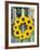 A Wreath of Sunflowers Hanging on a Fence-Alena Hrbkova-Framed Photographic Print