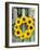 A Wreath of Sunflowers Hanging on a Fence-Alena Hrbkova-Framed Photographic Print