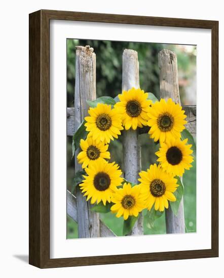 A Wreath of Sunflowers Hanging on a Fence-Alena Hrbkova-Framed Photographic Print