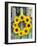 A Wreath of Sunflowers Hanging on a Fence-Alena Hrbkova-Framed Photographic Print