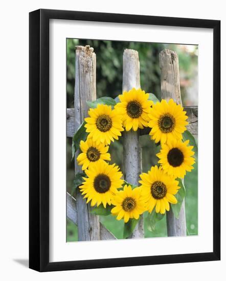 A Wreath of Sunflowers Hanging on a Fence-Alena Hrbkova-Framed Photographic Print