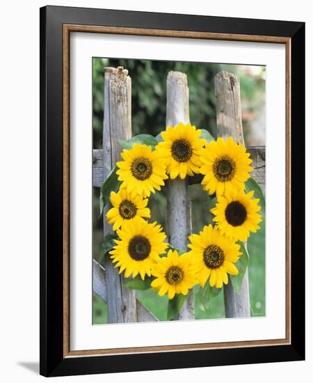 A Wreath of Sunflowers Hanging on a Fence-Alena Hrbkova-Framed Photographic Print