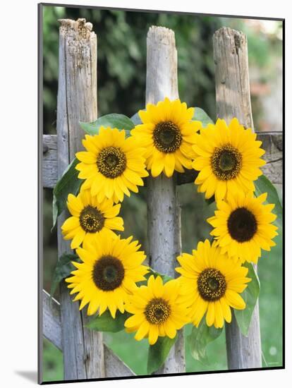 A Wreath of Sunflowers Hanging on a Fence-Alena Hrbkova-Mounted Photographic Print