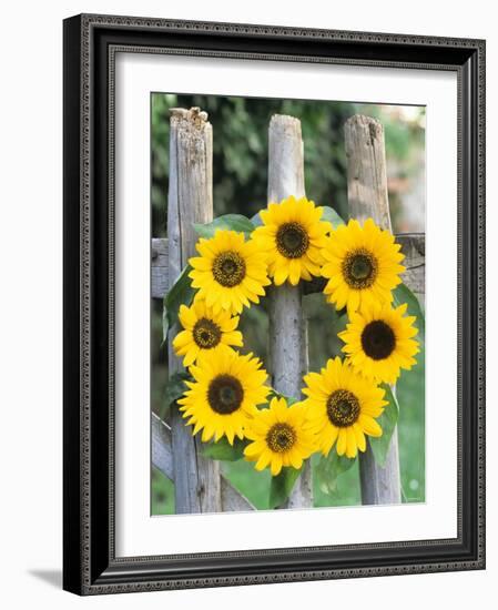 A Wreath of Sunflowers Hanging on a Fence-Alena Hrbkova-Framed Photographic Print