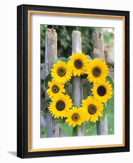 A Wreath of Sunflowers Hanging on a Fence-Alena Hrbkova-Framed Photographic Print