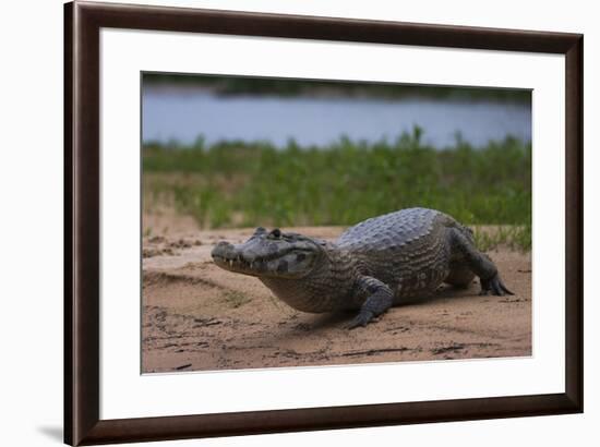 A Yacare caiman (Caiman crocodylus yacare), on a river bank, Cuiaba river, Pantanal, Mato Grosso, B-Sergio Pitamitz-Framed Photographic Print