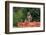 A yellow baboon, Papio hamadryas cynocephalus, on a termite mound. Voi, Tsavo, Kenya-Sergio Pitamitz-Framed Photographic Print