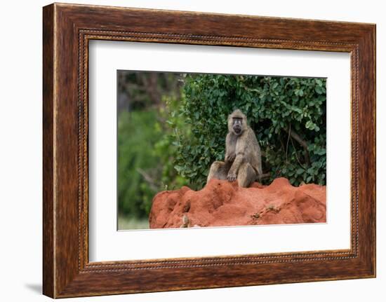 A yellow baboon, Papio hamadryas cynocephalus, on a termite mound. Voi, Tsavo, Kenya-Sergio Pitamitz-Framed Photographic Print