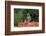 A yellow baboon, Papio hamadryas cynocephalus, on a termite mound. Voi, Tsavo, Kenya-Sergio Pitamitz-Framed Photographic Print