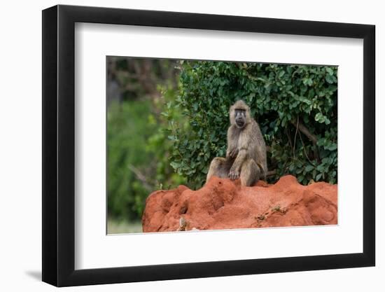 A yellow baboon, Papio hamadryas cynocephalus, on a termite mound. Voi, Tsavo, Kenya-Sergio Pitamitz-Framed Photographic Print