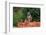 A yellow baboon, Papio hamadryas cynocephalus, on a termite mound. Voi, Tsavo, Kenya-Sergio Pitamitz-Framed Photographic Print