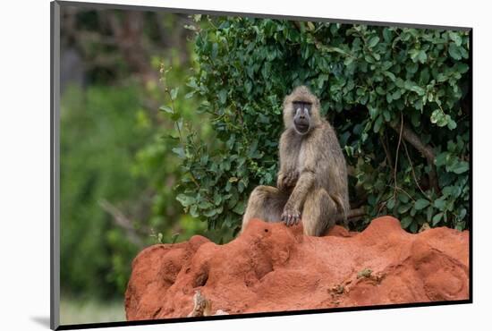 A yellow baboon, Papio hamadryas cynocephalus, on a termite mound. Voi, Tsavo, Kenya-Sergio Pitamitz-Mounted Photographic Print