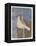 A Yellow Dove-Maria Pietri Lalor-Framed Premier Image Canvas