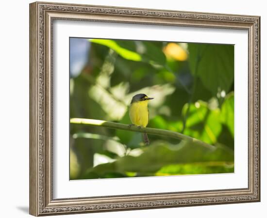 A Yellow-Lored Tody Flycatcher on a Branch in the Atlantic Rainforest in Ubatuba, Brazil-Alex Saberi-Framed Photographic Print