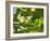 A Yellow-Lored Tody Flycatcher on a Branch in the Atlantic Rainforest in Ubatuba, Brazil-Alex Saberi-Framed Photographic Print