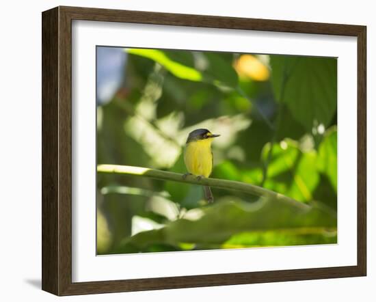 A Yellow-Lored Tody Flycatcher on a Branch in the Atlantic Rainforest in Ubatuba, Brazil-Alex Saberi-Framed Photographic Print