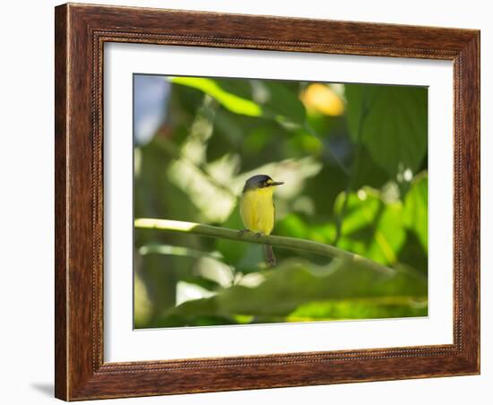 A Yellow-Lored Tody Flycatcher on a Branch in the Atlantic Rainforest in Ubatuba, Brazil-Alex Saberi-Framed Photographic Print