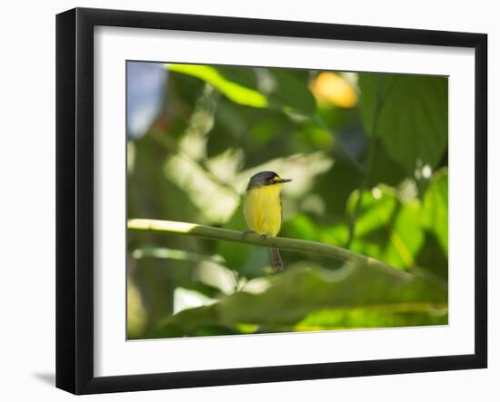 A Yellow-Lored Tody Flycatcher on a Branch in the Atlantic Rainforest in Ubatuba, Brazil-Alex Saberi-Framed Photographic Print