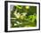 A Yellow-Lored Tody Flycatcher on a Branch in the Atlantic Rainforest in Ubatuba, Brazil-Alex Saberi-Framed Photographic Print