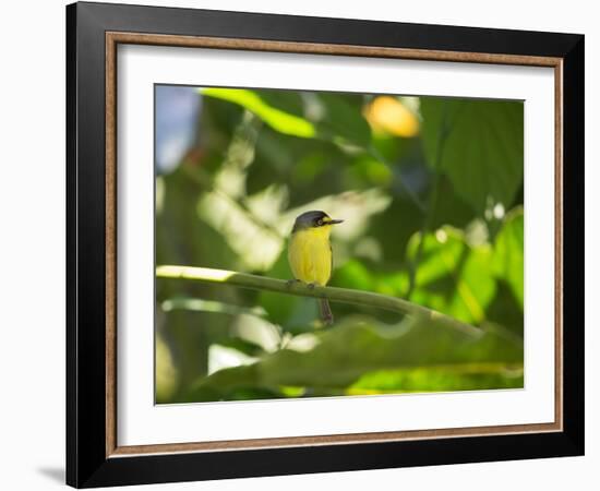 A Yellow-Lored Tody Flycatcher on a Branch in the Atlantic Rainforest in Ubatuba, Brazil-Alex Saberi-Framed Photographic Print
