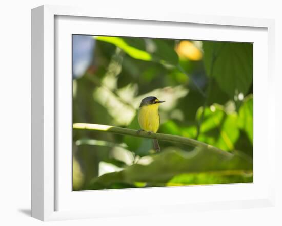 A Yellow-Lored Tody Flycatcher on a Branch in the Atlantic Rainforest in Ubatuba, Brazil-Alex Saberi-Framed Photographic Print