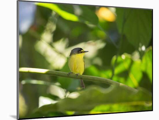 A Yellow-Lored Tody Flycatcher on a Branch in the Atlantic Rainforest in Ubatuba, Brazil-Alex Saberi-Mounted Photographic Print