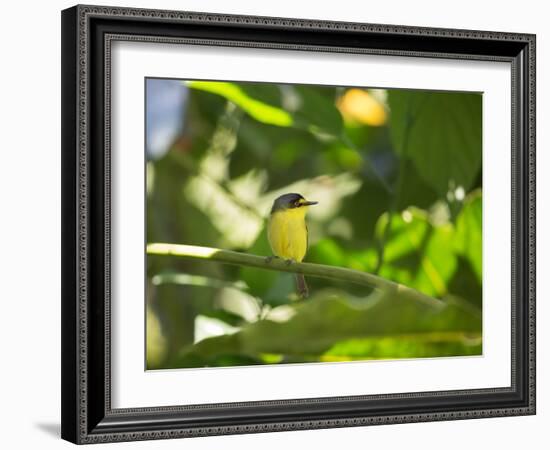 A Yellow-Lored Tody Flycatcher on a Branch in the Atlantic Rainforest in Ubatuba, Brazil-Alex Saberi-Framed Photographic Print