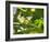 A Yellow-Lored Tody Flycatcher on a Branch in the Atlantic Rainforest in Ubatuba, Brazil-Alex Saberi-Framed Photographic Print