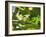 A Yellow-Lored Tody Flycatcher on a Branch in the Atlantic Rainforest in Ubatuba, Brazil-Alex Saberi-Framed Photographic Print