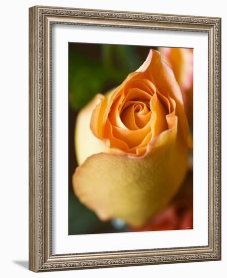 A Yellow Rose-Jana Liebenstein-Framed Photographic Print