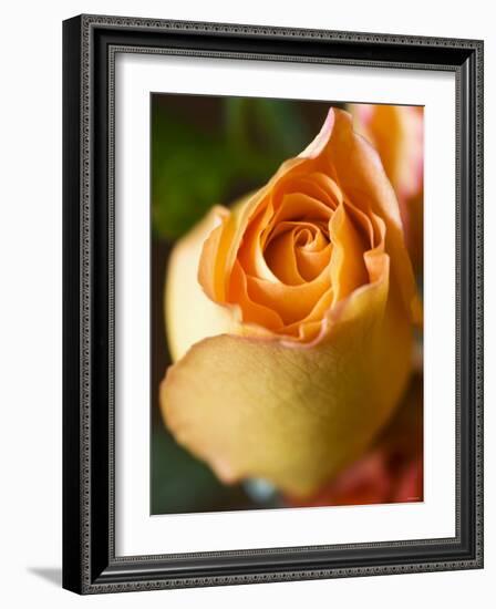 A Yellow Rose-Jana Liebenstein-Framed Photographic Print