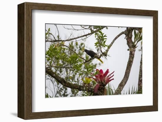 A Yellow-Rumped Cacique in a Tree in Ubatuba, Brazil-Alex Saberi-Framed Photographic Print