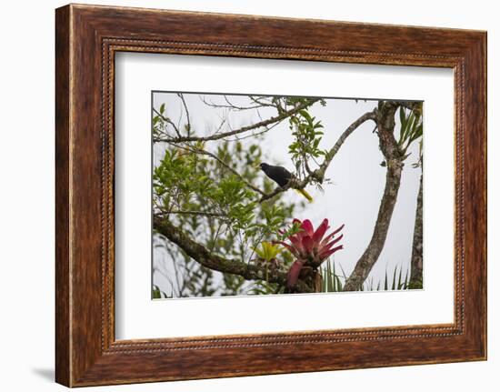 A Yellow-Rumped Cacique in a Tree in Ubatuba, Brazil-Alex Saberi-Framed Photographic Print