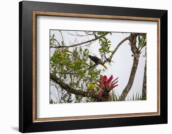 A Yellow-Rumped Cacique in a Tree in Ubatuba, Brazil-Alex Saberi-Framed Photographic Print