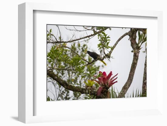 A Yellow-Rumped Cacique in a Tree in Ubatuba, Brazil-Alex Saberi-Framed Photographic Print