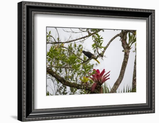 A Yellow-Rumped Cacique in a Tree in Ubatuba, Brazil-Alex Saberi-Framed Photographic Print