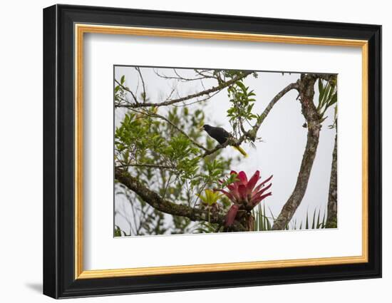 A Yellow-Rumped Cacique in a Tree in Ubatuba, Brazil-Alex Saberi-Framed Photographic Print