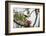 A Yellow-Rumped Cacique in a Tree in Ubatuba, Brazil-Alex Saberi-Framed Photographic Print