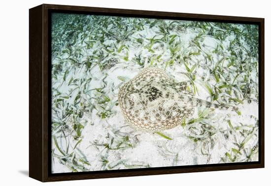 A Yellow Stingray on the Sandy Seafloor of Turneffe Atoll-Stocktrek Images-Framed Premier Image Canvas