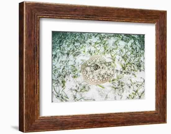 A Yellow Stingray on the Sandy Seafloor of Turneffe Atoll-Stocktrek Images-Framed Photographic Print