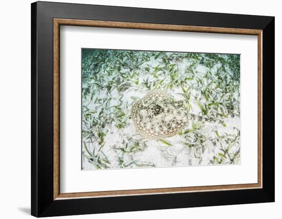 A Yellow Stingray on the Sandy Seafloor of Turneffe Atoll-Stocktrek Images-Framed Photographic Print