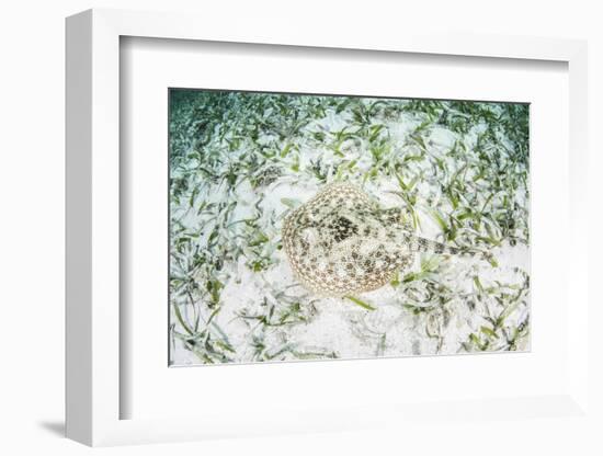 A Yellow Stingray on the Sandy Seafloor of Turneffe Atoll-Stocktrek Images-Framed Photographic Print