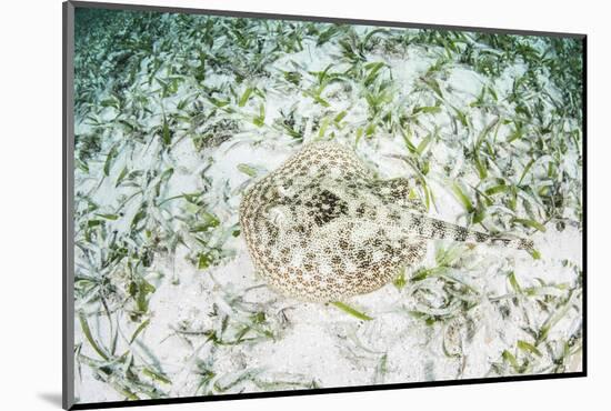 A Yellow Stingray on the Sandy Seafloor of Turneffe Atoll-Stocktrek Images-Mounted Photographic Print