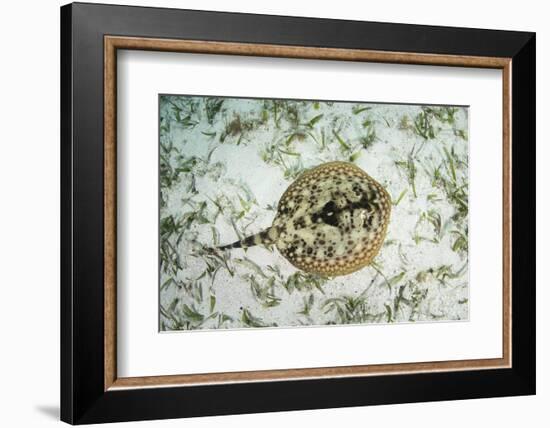 A Yellow Stingray on the Sandy Seafloor of Turneffe Atoll-Stocktrek Images-Framed Photographic Print