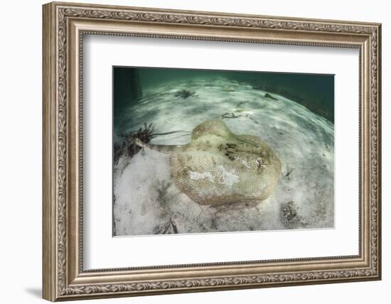 A Yellow Stingray Swims Beneath a Pier Off the Coast of Belize-Stocktrek Images-Framed Photographic Print