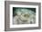 A Yellow Stingray Swims Beneath a Pier Off the Coast of Belize-Stocktrek Images-Framed Photographic Print