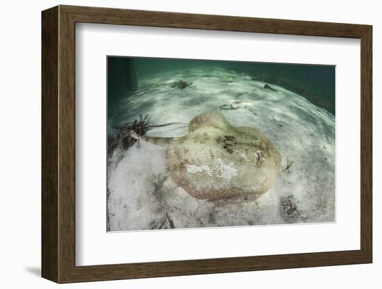 A Yellow Stingray Swims Beneath a Pier Off the Coast of Belize-Stocktrek Images-Framed Photographic Print