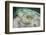 A Yellow Stingray Swims Beneath a Pier Off the Coast of Belize-Stocktrek Images-Framed Photographic Print